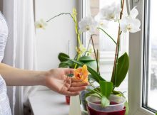 Ghidul complet pentru îngrijirea orhideelor tale