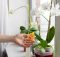 Ghidul complet pentru îngrijirea orhideelor tale