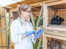 The Vets: Rețeaua veterinară se extinde prin deschiderea unui spital