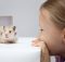 Hamster sau porcușor de Guineea: Care este mai iubit de copii?