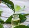 Descoperă utilizările copaiba pentru detoxifiere și echilibrarea stării emoționale