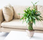 5 plante care sunt perfecte pentru un decor de interior elegant