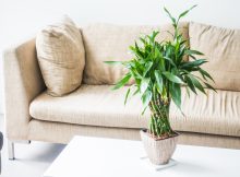 5 plante care sunt perfecte pentru un decor de interior elegant