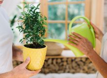 Ghid pentru îngrijirea plantelor de apartament