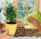 Ghid pentru îngrijirea plantelor de apartament